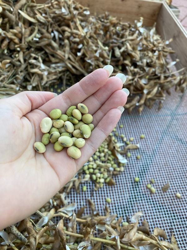 matured-soy-beans