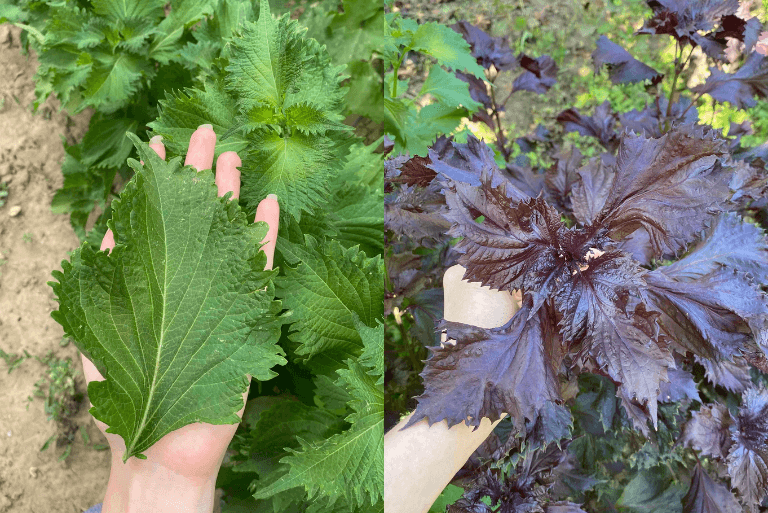 green-red-shiso